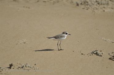 01 Mobor-Beach_and_Cavelossim-Beach,_Goa_DSC6426_b_H600